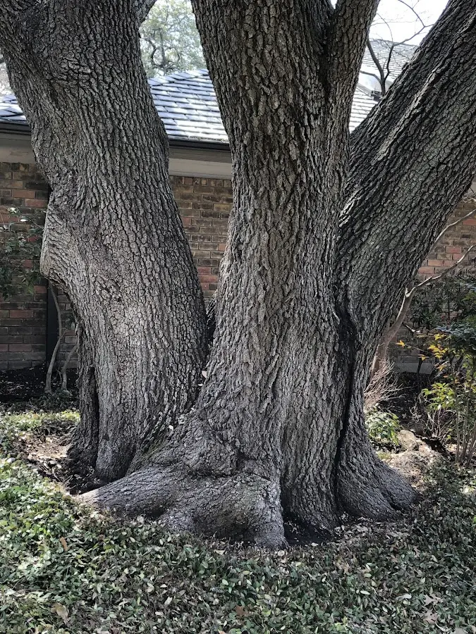 Mature heritage tree close to a Humboldt property cared for by certified arborists